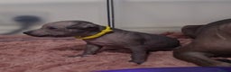 Mexican Hairless dogs for sale: Kc registered Xoloitzcuintle miniature puppies  - Advert 25
