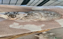 Bengal cats for sale: Full pedigree bengal kittens - Image 16