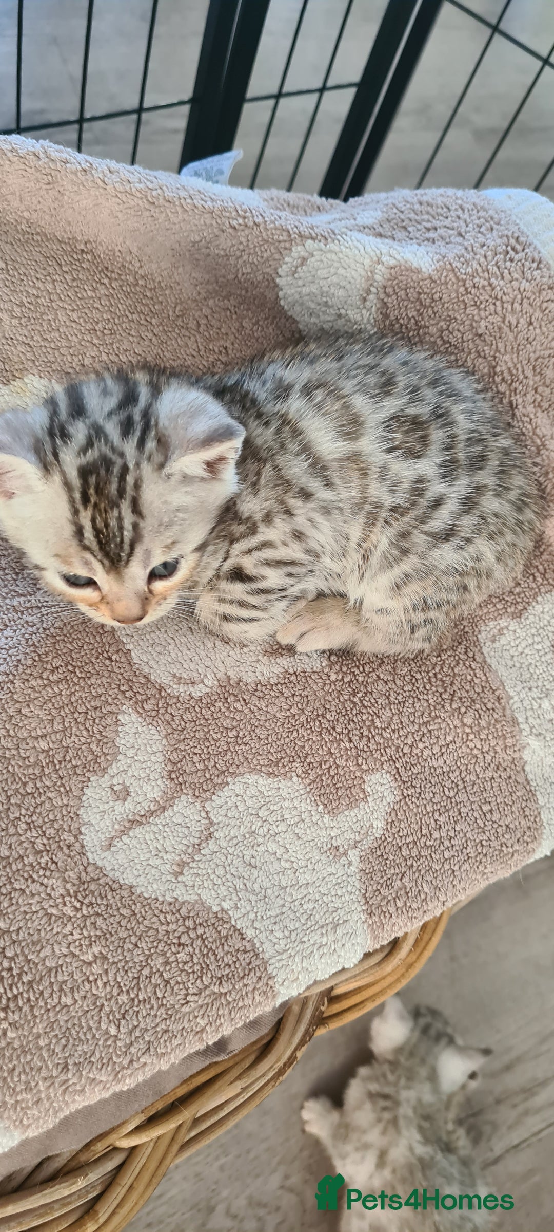 Bengal cats for sale: Full pedigree bengal kittens - Image 16