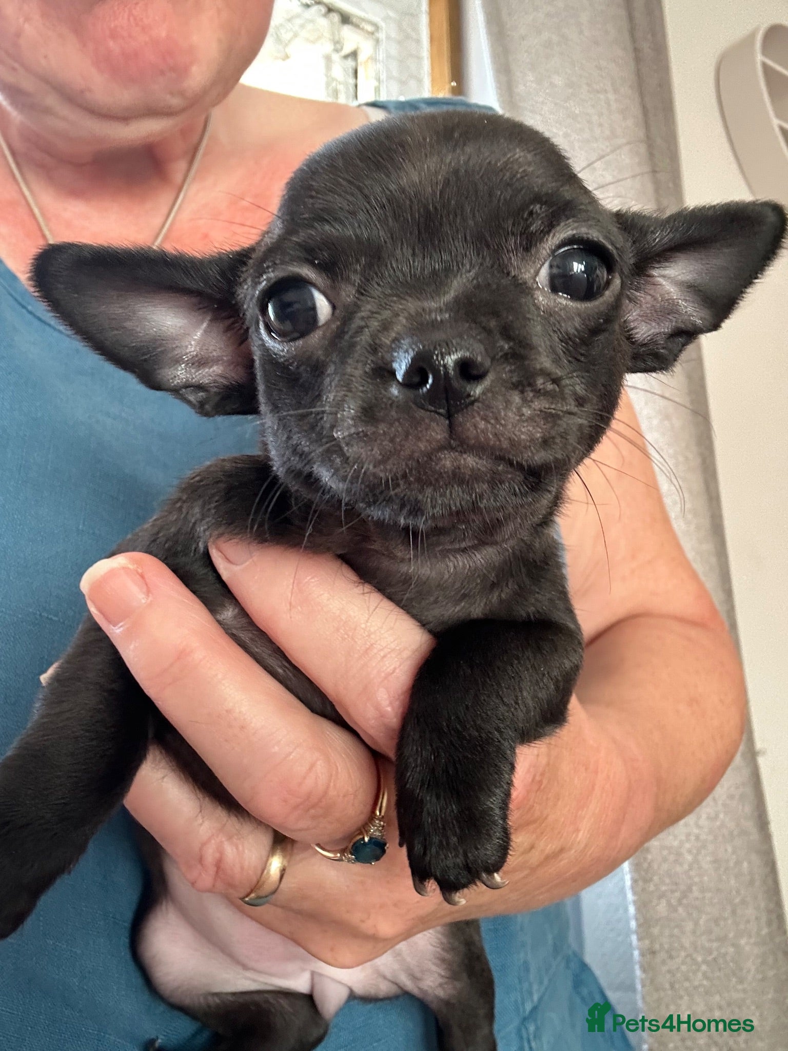 Chihuahua dogs Chihuahua puppies for sale - Advert 13