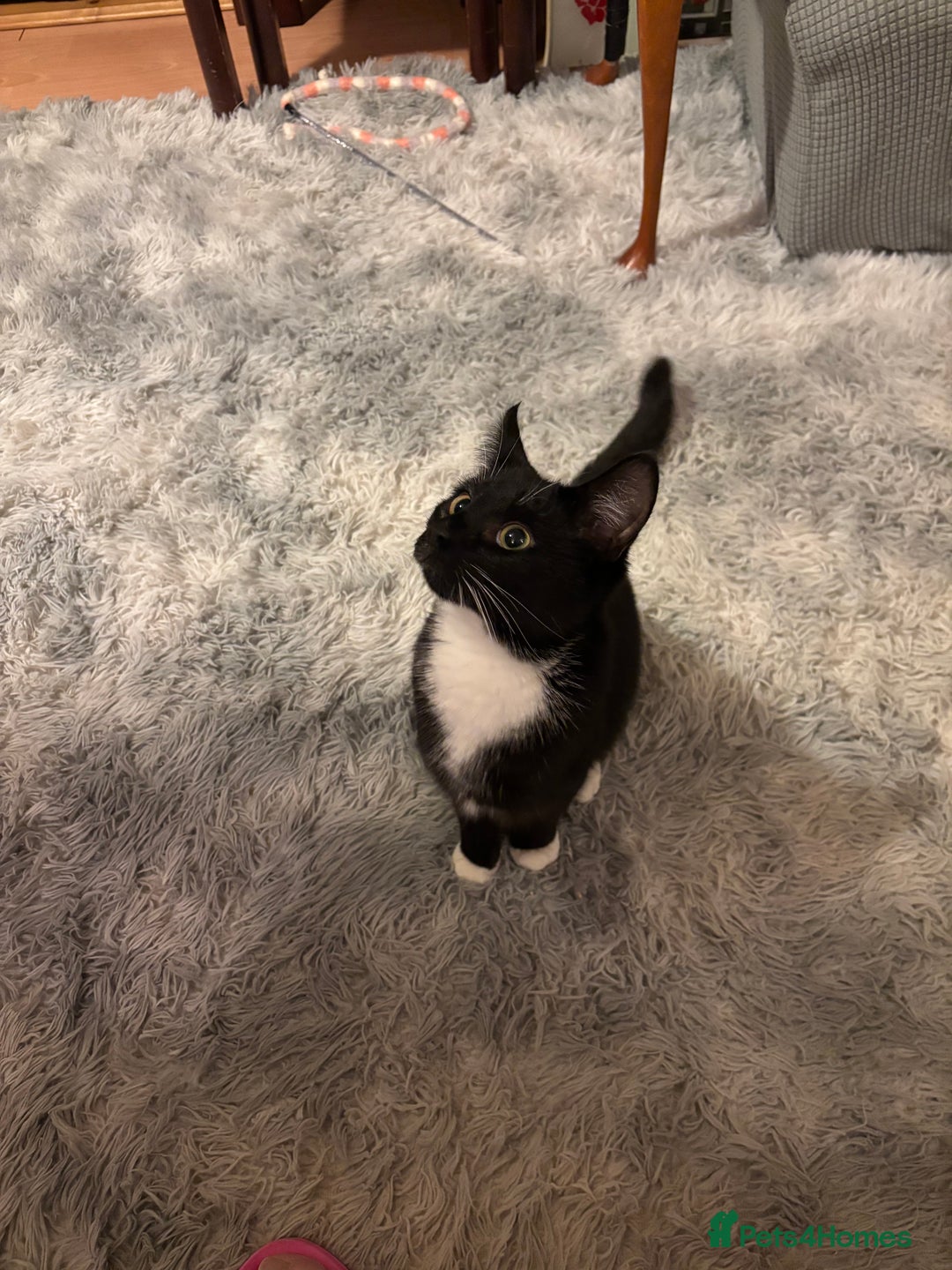 Domestic Shorthair cats for sale: 2 male Domestic Shorthair kittens  - Advert 4