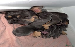 French Bulldog dogs for sale: French Bulldog Puppies Looking for  Forever Homes! - Image 6