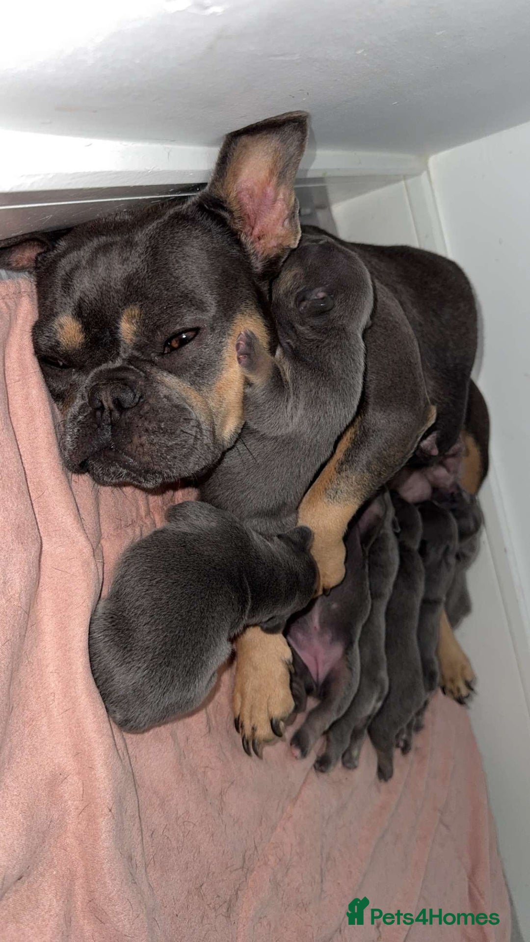 French Bulldog dogs for sale: French Bulldog Puppies Looking for  Forever Homes! - Image 6