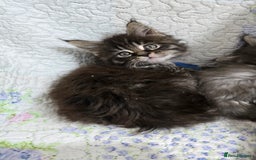 Maine Coon cats for sale: Gorgeous GCCF Maine Coons poss Active - Image 21