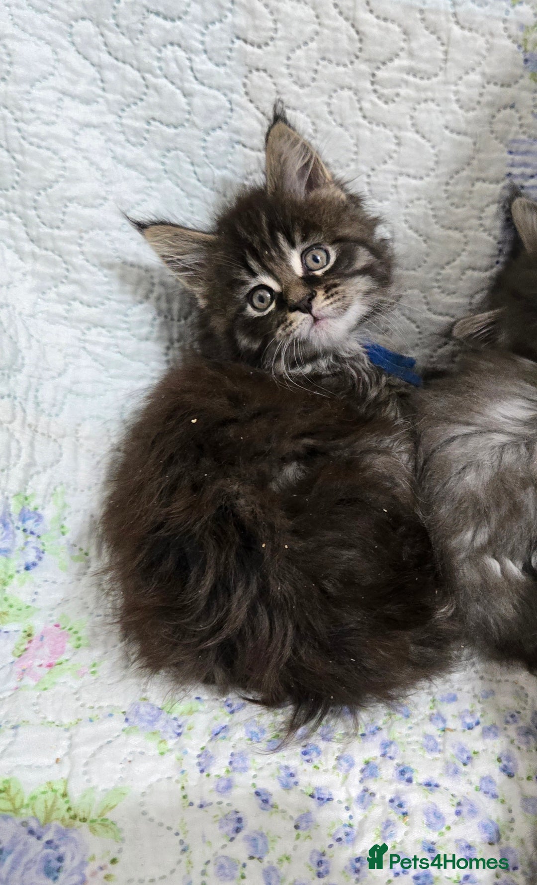 Maine Coon cats for sale: Gorgeous GCCF Maine Coons poss Active - Image 21