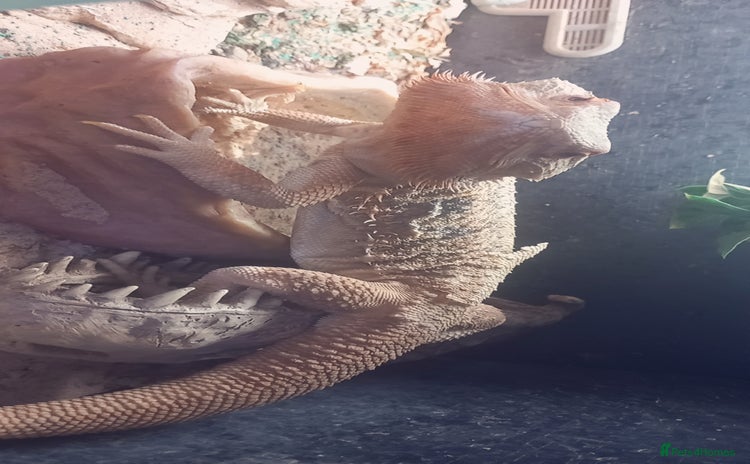 Bearded Dragon reptiles - Advert 4