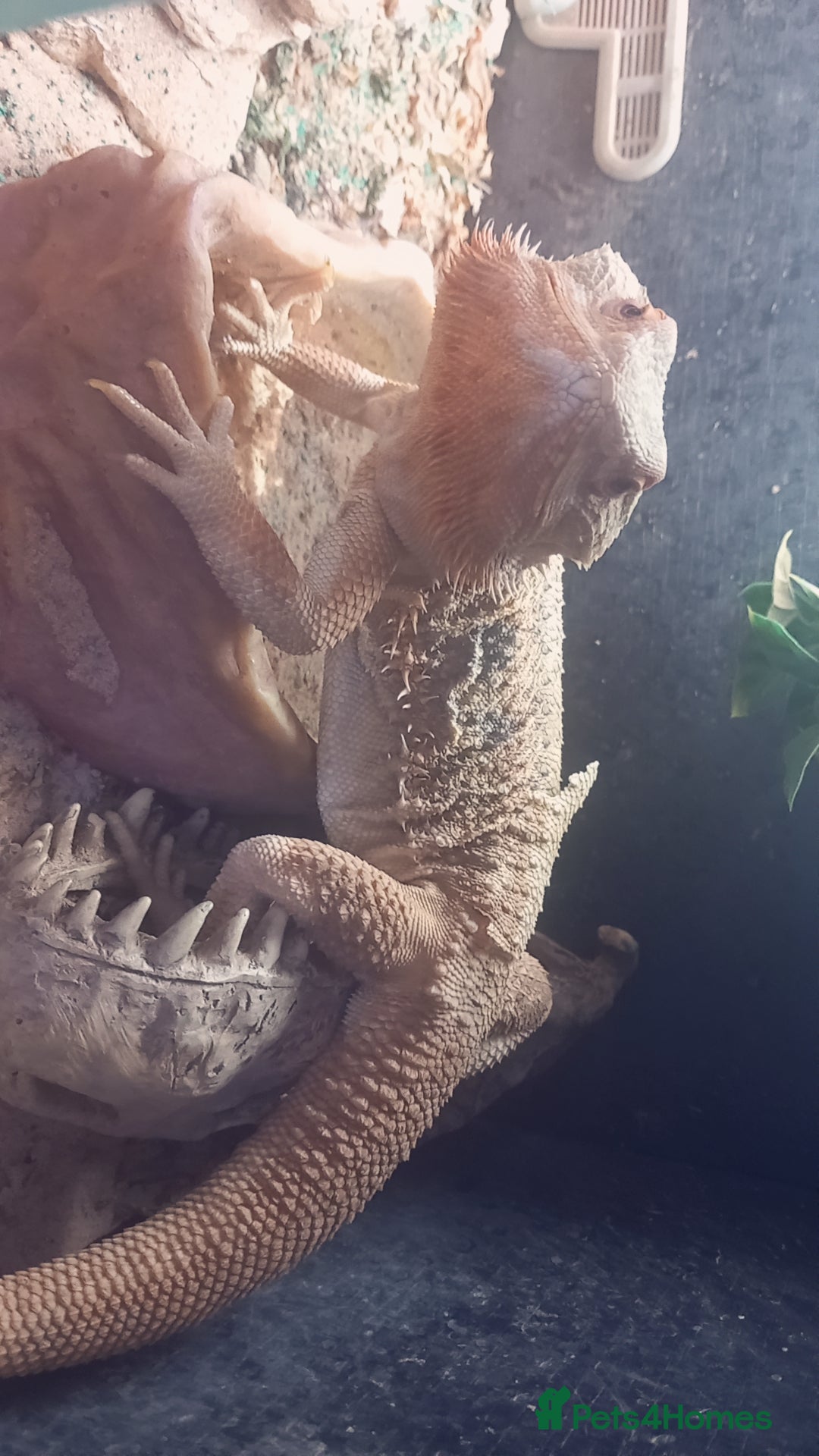 Bearded Dragon reptiles for sale:  Bearded dragon  - Image 1