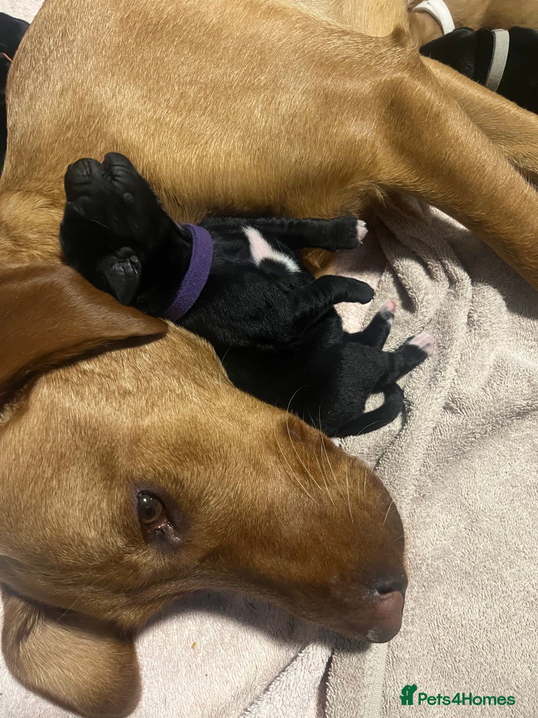 Mixed Breed dogs for sale: 💛 Fox Red Lab × Pointer Puppies – Ready 11/3/26 - Advert 3