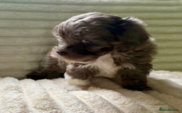 Lhasapoo dogs for sale: F2 Lhasapoo puppies - Image 6