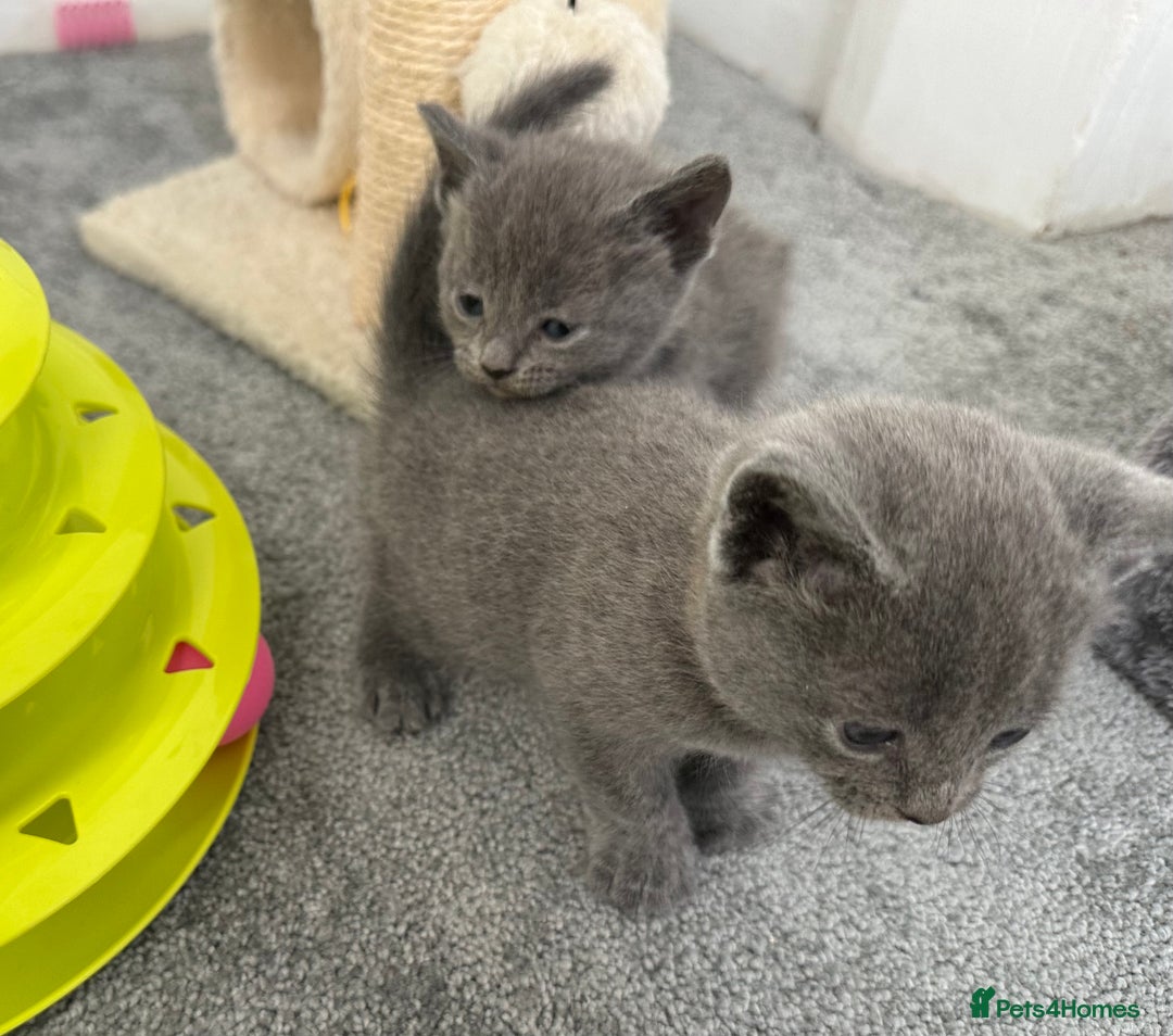 Russian Blue cats for sale: Russian Blue Kittens  - Advert 13