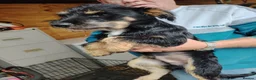 Jack Russell dogs for sale: 8 month old Jack Russell Male - Advert 4