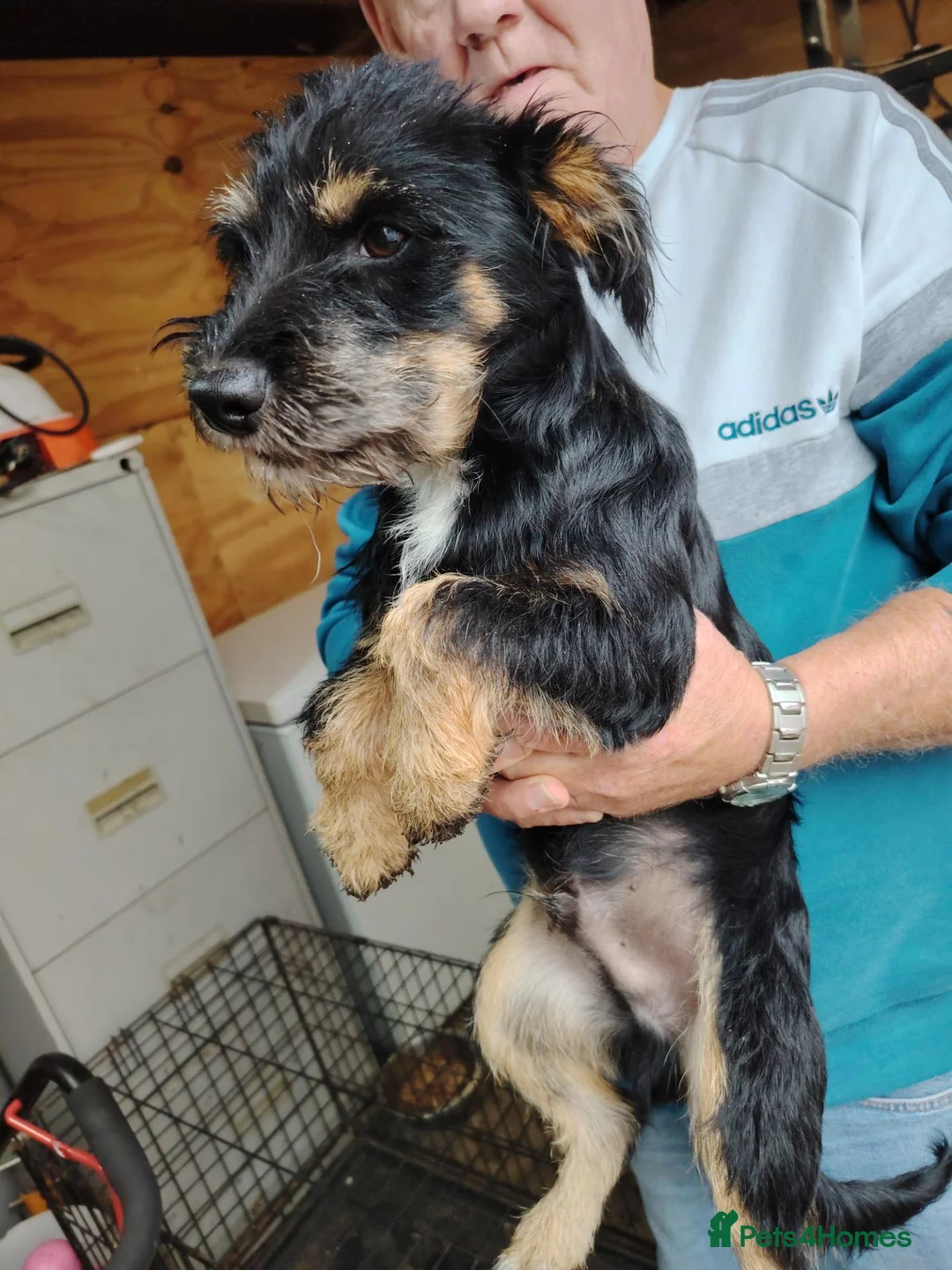 Jack Russell dogs for sale: 8 month old Jack Russell Male - Advert 4