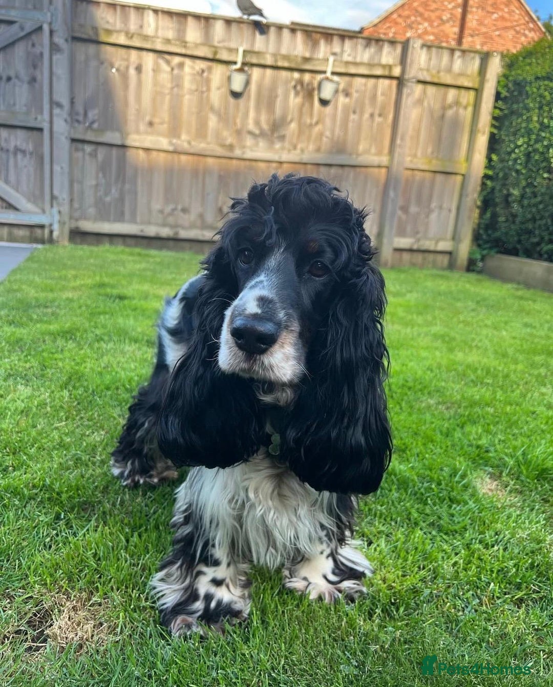 Cocker Spaniel dogs for sale: KC Reg Show Type Cocker Spaniel Puppies - Advert 13