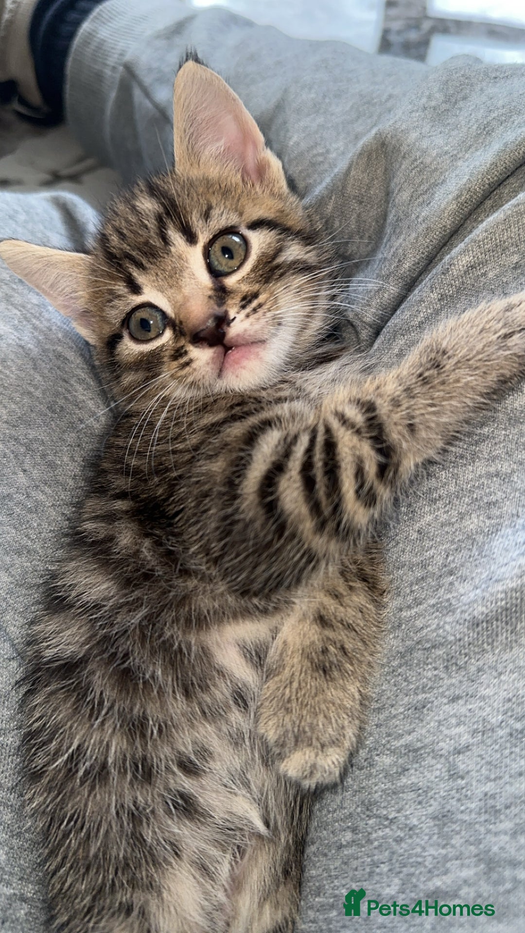 Domestic Shorthair cats for sale: Adorable tabby/bengal kittens to a good home - Image 30