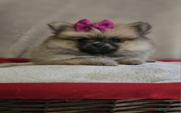 Pomeranian dogs for sale:  Pomeranian puppies ready now  - Image 11