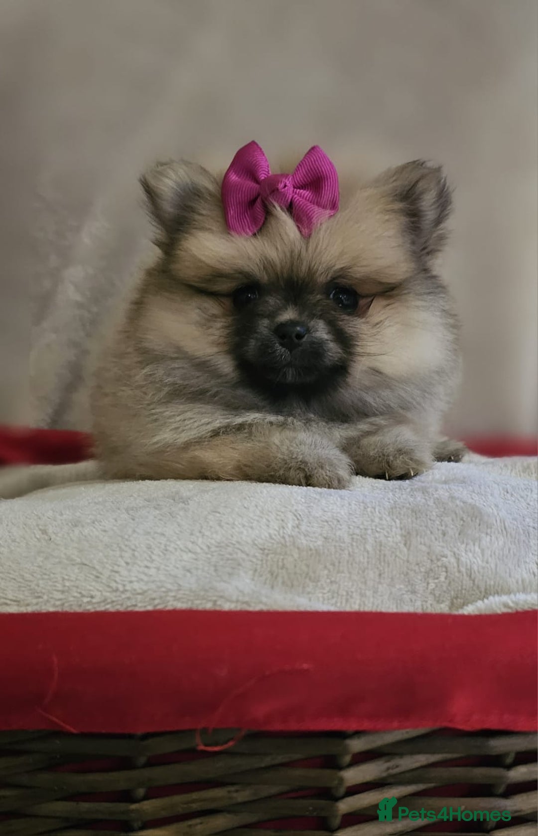 Pomeranian dogs for sale:  Pomeranian puppies ready now  - Image 11
