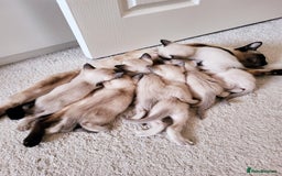 Siamese cats for sale: Old Style Siamese Kittens. Raised with love & care - Image 4