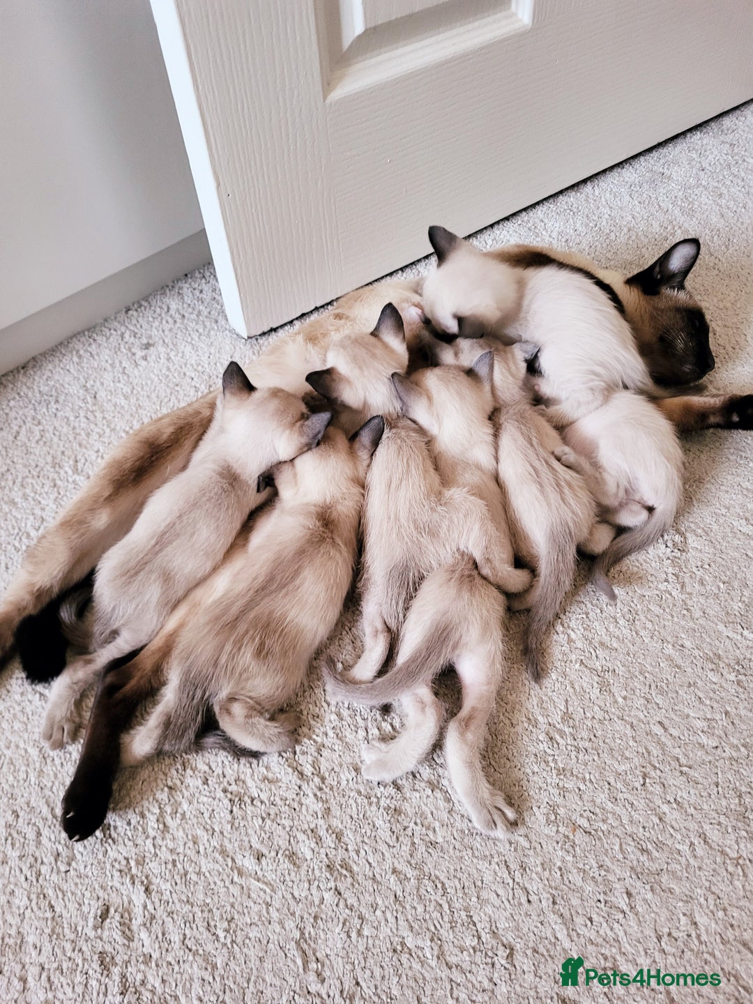 Siamese cats for sale: Old Style Siamese Kittens. Raised with love & care - Image 4