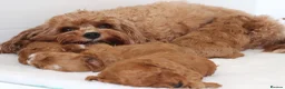 Cavapoo dogs for sale: Quality, Red, Low-Shedding Toy Cavapoo Puppies - Advert 1