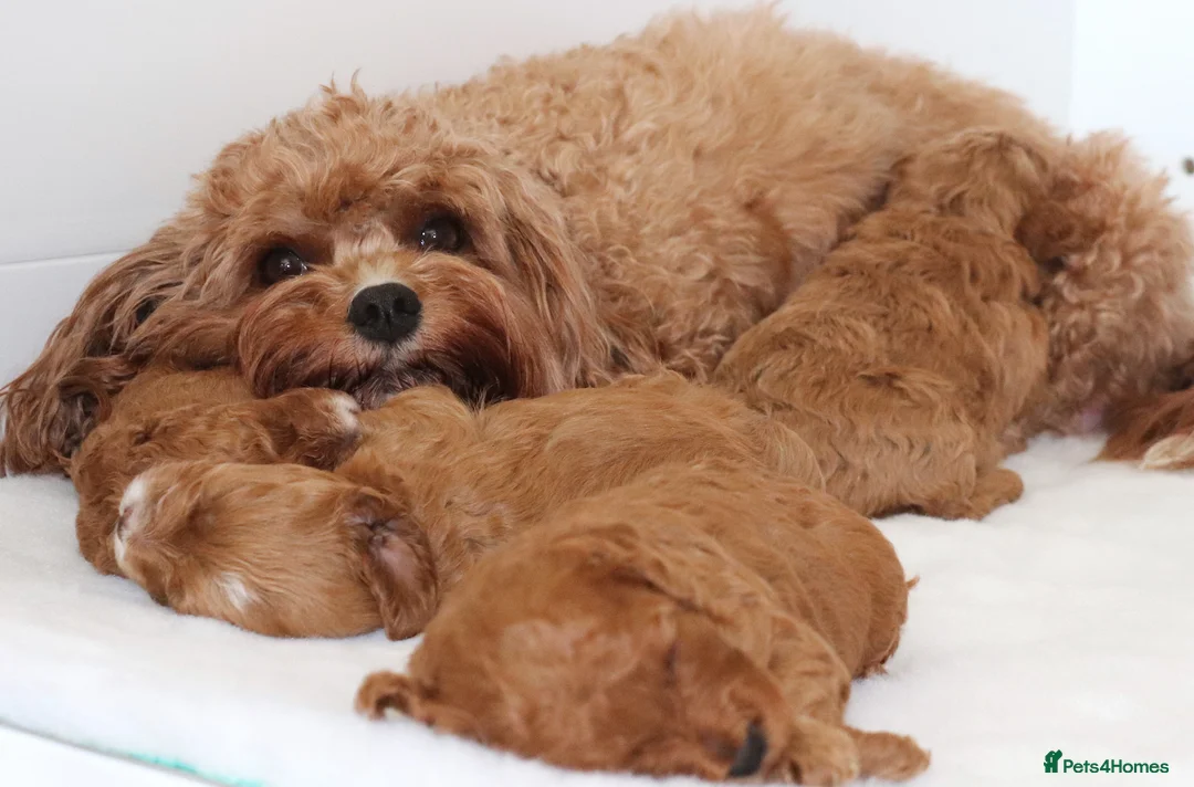 Cavapoo dogs for sale: Quality, Red, Low-Shedding Toy Cavapoo Puppies - Advert 1
