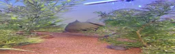 Cichlids fish for sale: Redneck severum  - Advert 2