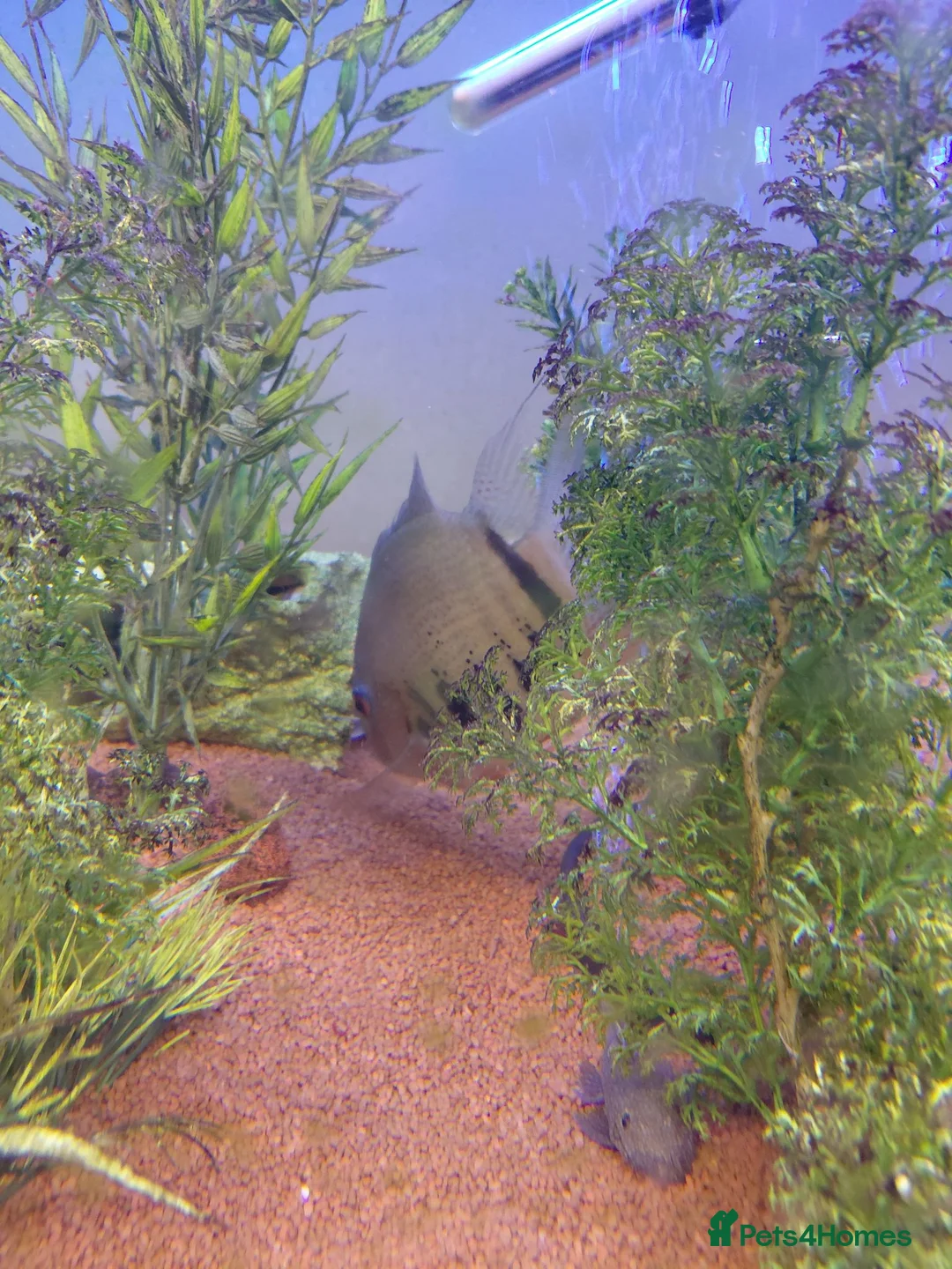 Cichlids fish for sale: Redneck severum  - Advert 2