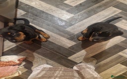 Dobermann dogs for sale: Rottaman pups  - Advert 2