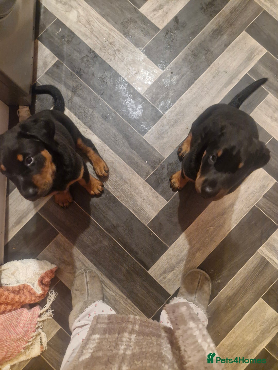 Dobermann dogs for sale: Rottaman pups  - Advert 2