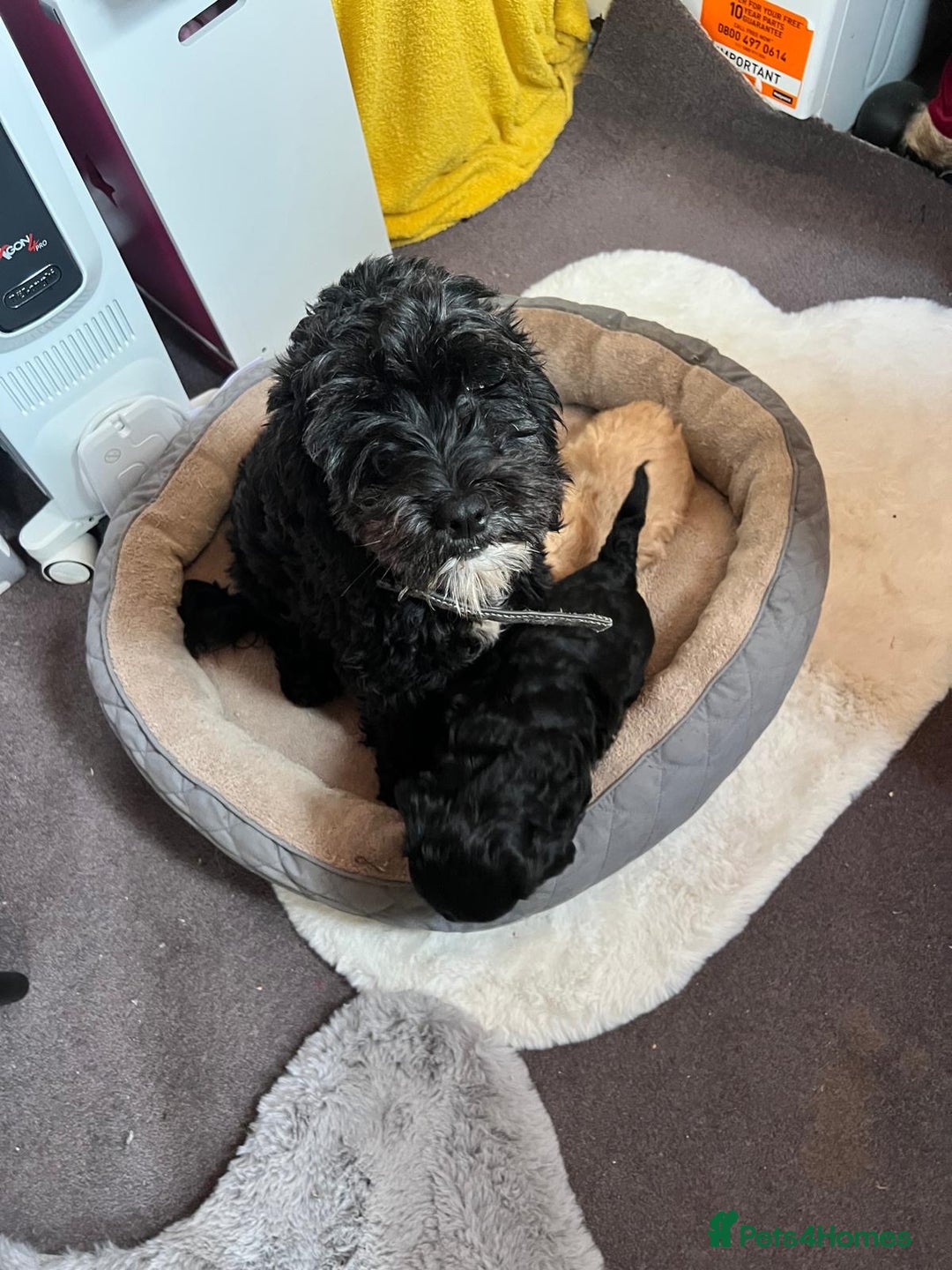 Cockapoo dogs for sale: Gorgeous cockapoo puppies  - Image 1