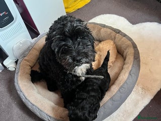 Cockapoo dogs - Advert 1