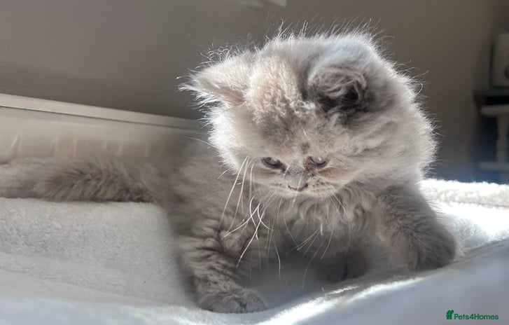 Persian cats - Advert 13