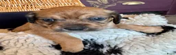 Mixed Breed dogs for sale: Schweenie pups  - Advert 11