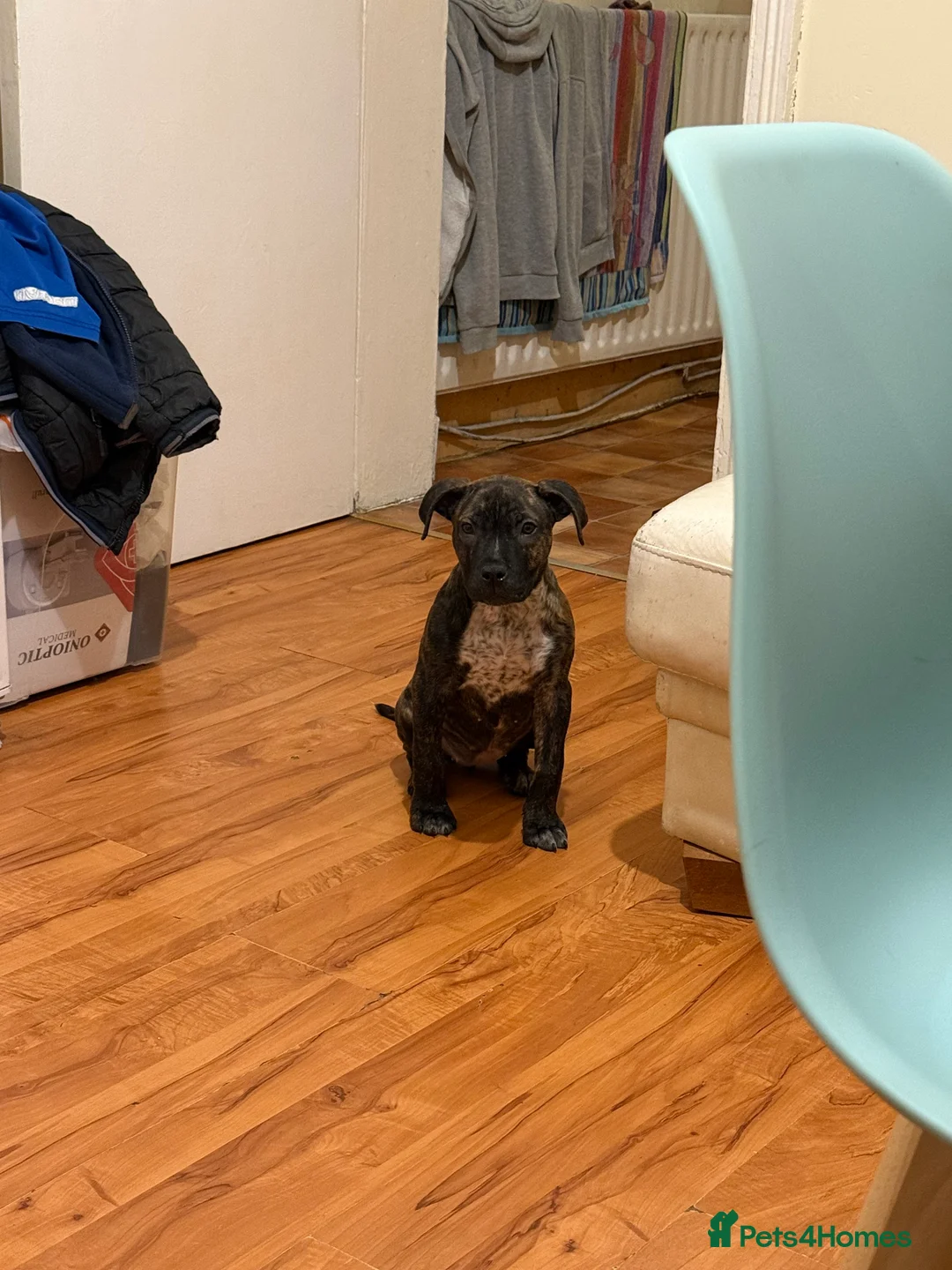 Presa Canario dogs for sale: Presa canario puppy in Birmingham - Advert 1