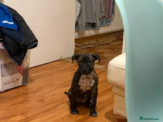 Presa Canario dogs Presa canario puppy in Birmingham - Advert 2