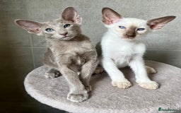 Oriental cats for sale: Oriental and Siamese kittens GCCF reg - Image 16