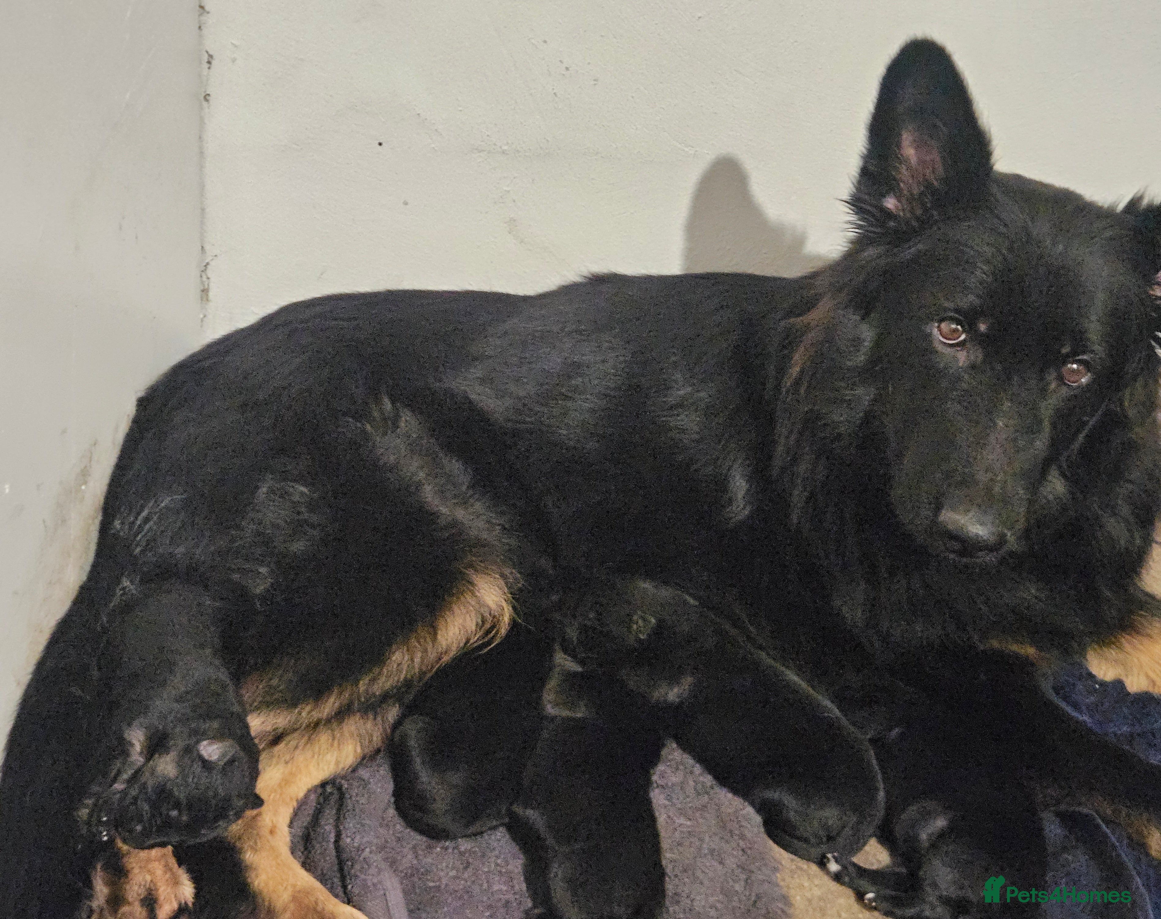 German Shepherd dogs Long haired german shepherd puppies - Advert 17