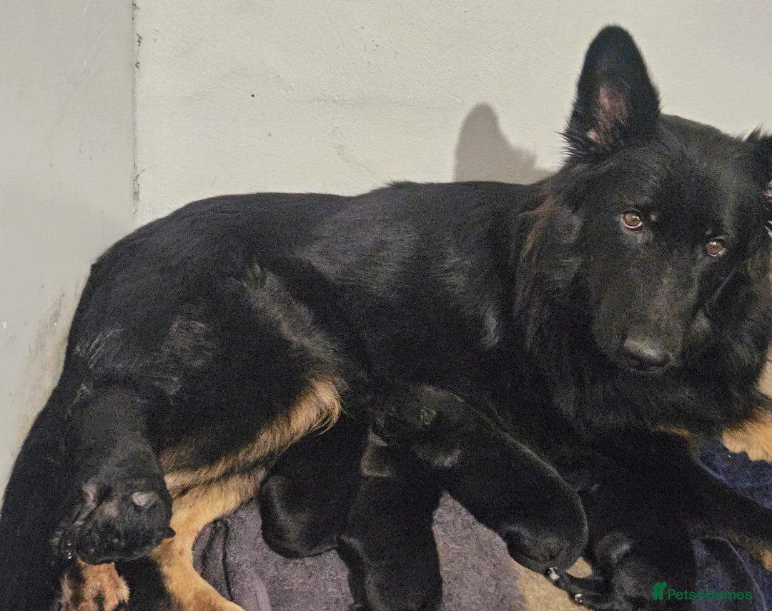 German Shepherd dogs for sale: Long haired german shepherd puppies - Advert 1