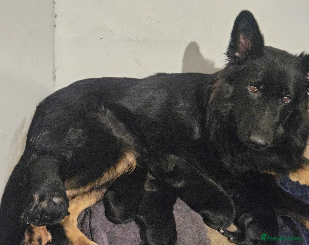 German Shepherd dogs for sale: Long haired german shepherd puppy - Advert 1