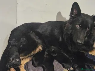 German Shepherd dogs Long haired german shepherd puppy - Advert 13