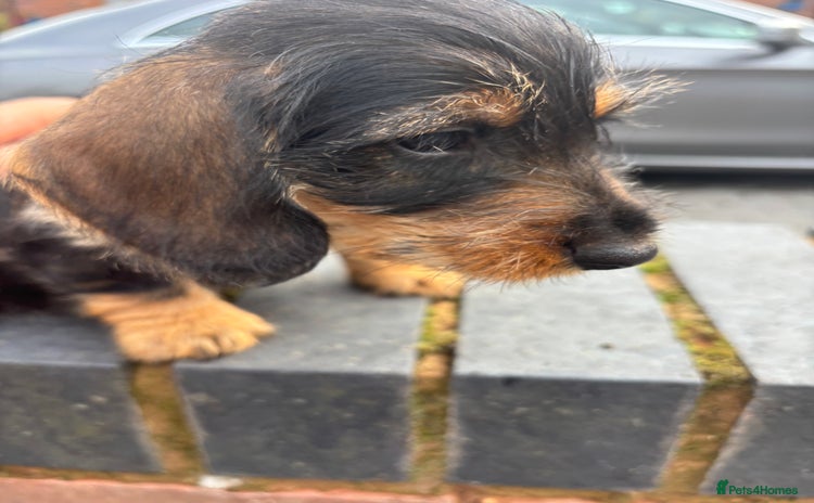 Miniature Dachshund dogs for sale - Advert 1