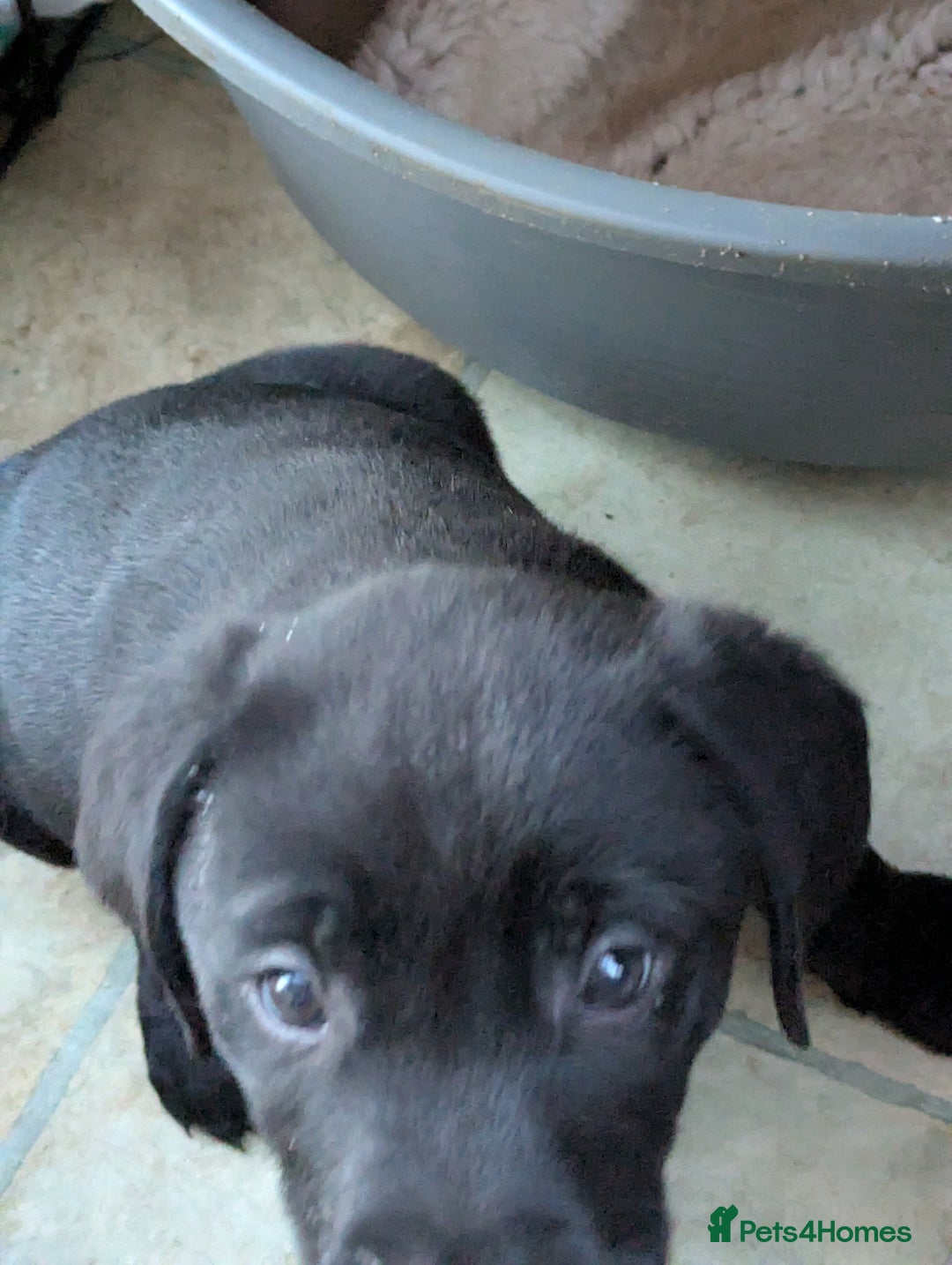 Labrador Retriever dogs for sale: 7 K C registered Chunky Labrador puppies  - Advert 11