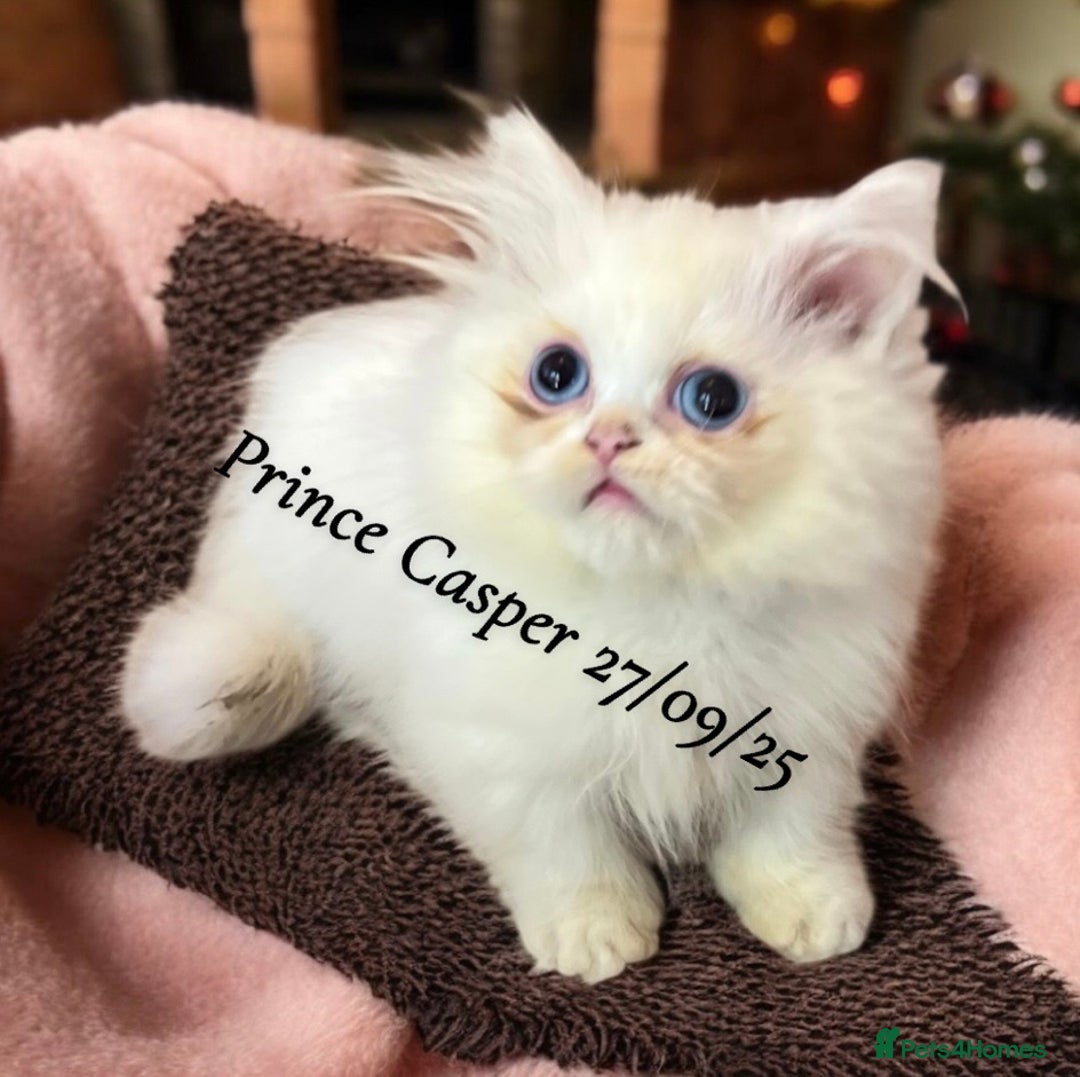 Munchkin cats for sale: Exceptional Quality & Extremely Rare Silver Minuet - Image 15