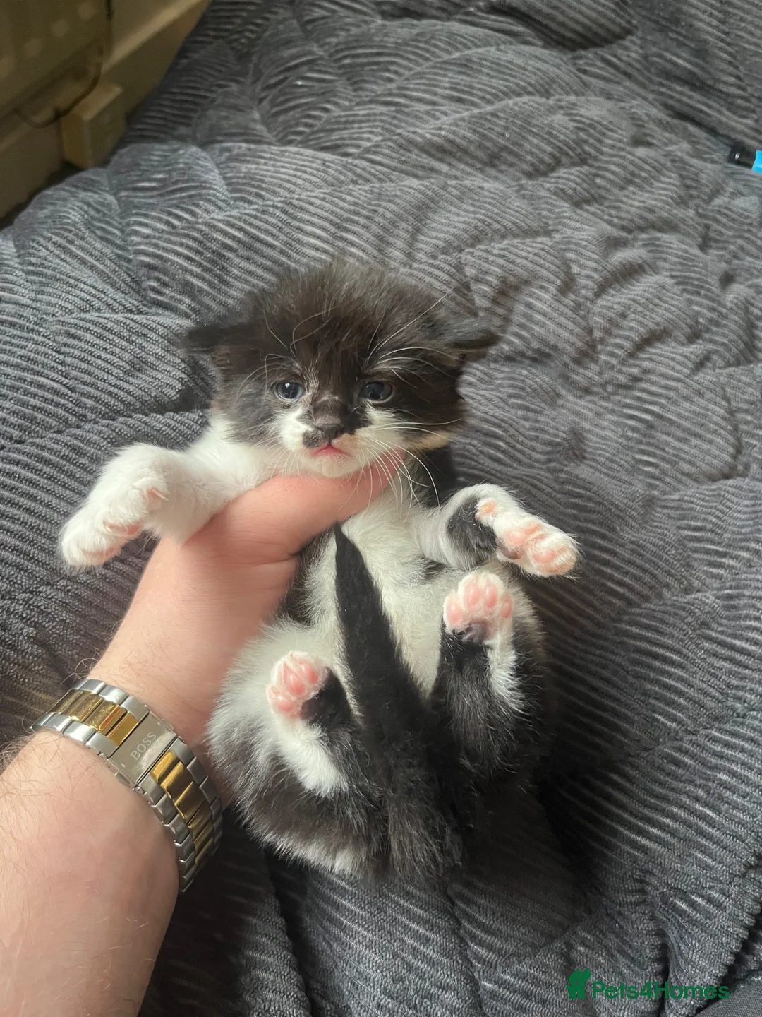 Mixed Breed cats for sale: 4🌟Beautiful long hair kittens🐈‍⬛ for sale ! - Advert 7