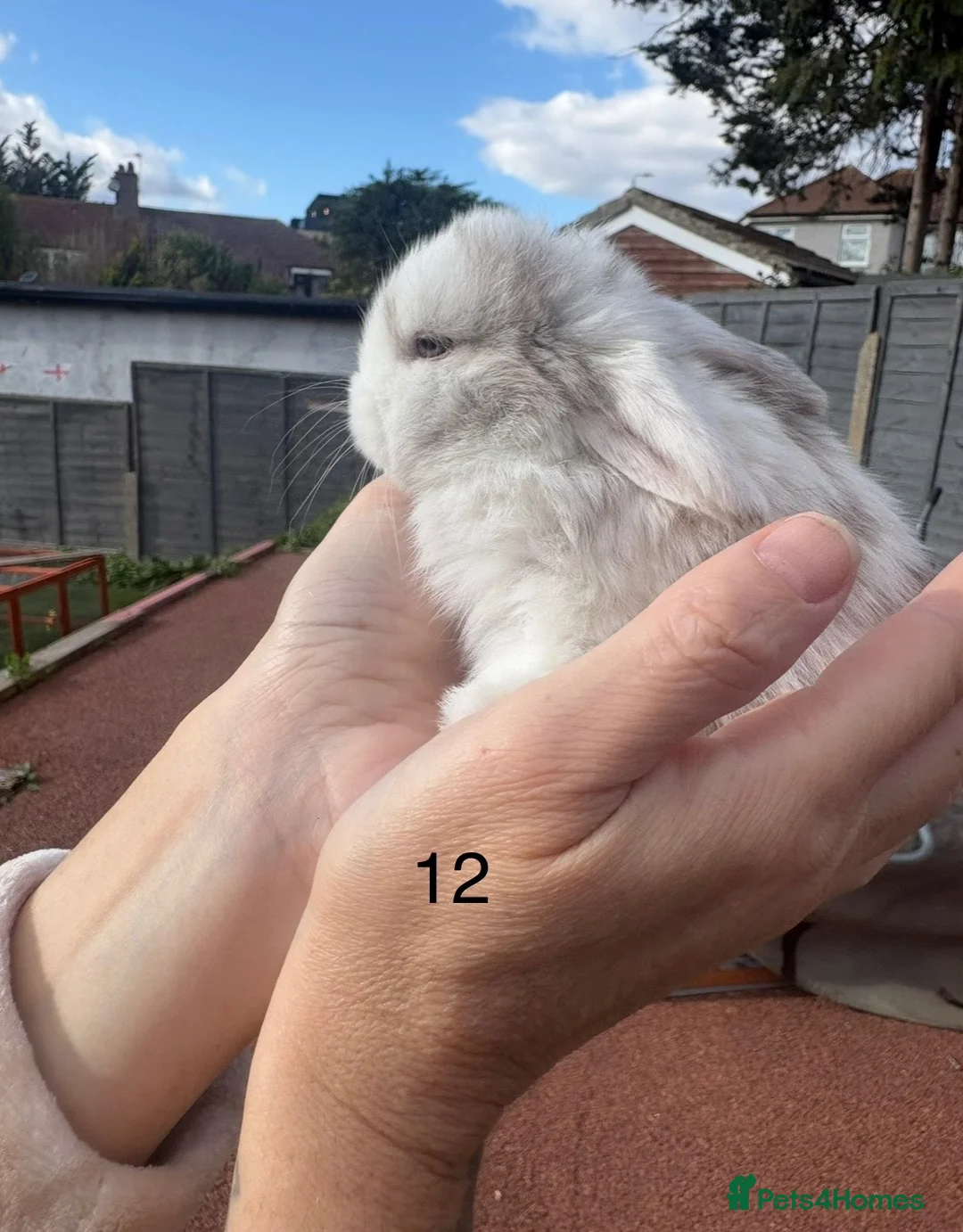 Mini Lop rabbits for sale: 12 Mini lop rabbits - Advert 19