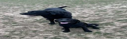 Labrador Retriever dogs for sale: 1 Year Old KC Black Lab Bitch - Advert 2