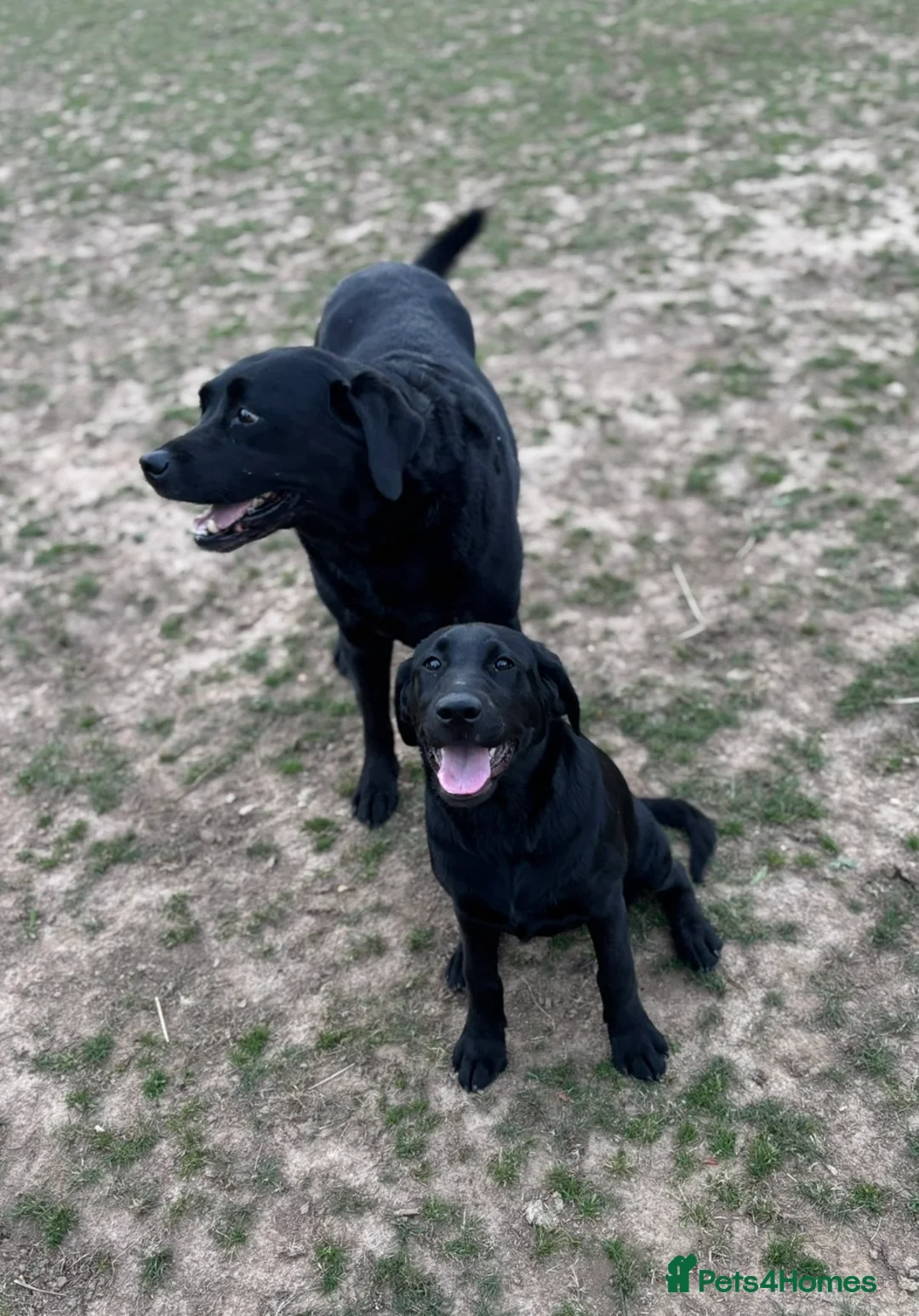 Labrador Retriever dogs for sale: 1 Year Old KC Black Lab Bitch - Advert 2