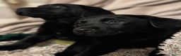 Labrador Retriever dogs for sale: KC *Vet Inspected* Black & Yellow Labrador Pups  - Advert 5