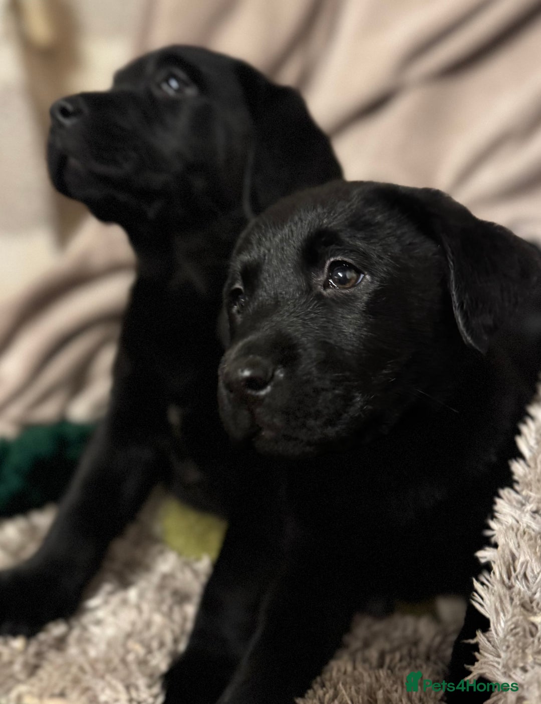 Labrador Retriever dogs for sale: KC *Vet Inspected* Black & Yellow Labrador Pups  - Advert 5