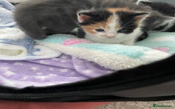 Domestic Shorthair cats for sale: Four kittens, 4 weeks old - Image 14
