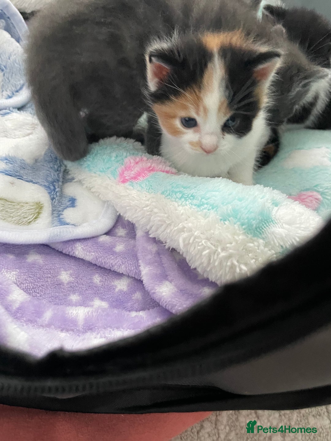 Domestic Shorthair cats for sale: Four kittens, 4 weeks old - Image 14